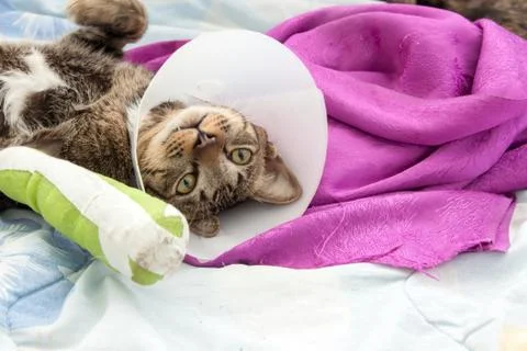 Broken leg splint cat Stock Photos