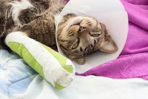 Broken leg splint cat Stock Photos
