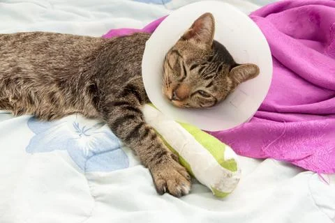 Broken leg splint cat Foto stock