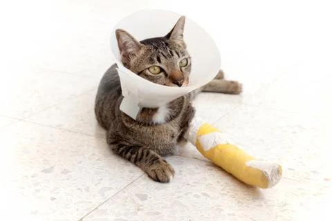 Broken leg splint cat Stock Photos