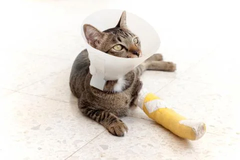 Broken leg splint cat Stock Photos