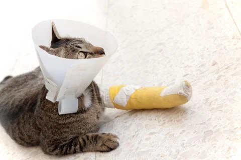 Broken leg splint cat Stock Photos