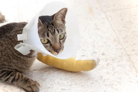 Broken leg splint cat Stock Photos