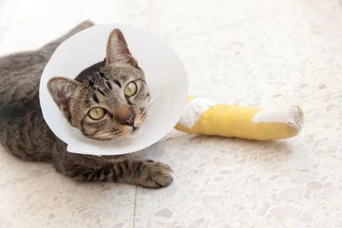 Broken leg splint cat Foto stock