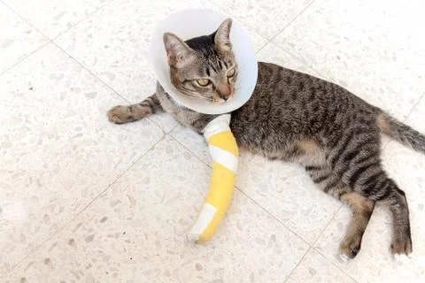 Broken leg splint cat Foto stock