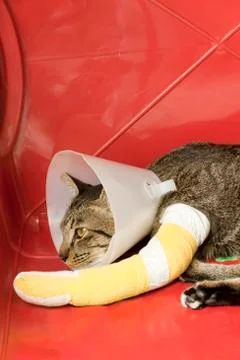 Broken leg splint cat Stock Photos