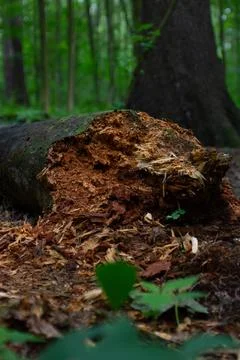 Broken Log In Forest Фото