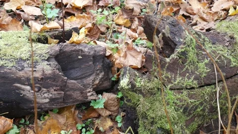 Broken log with moss and leaves all over it Vídeo Stock 141766167