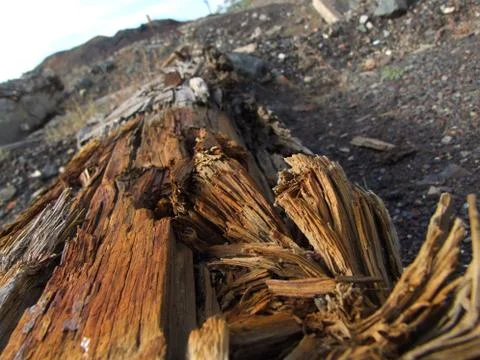 Broken log Stock Photos