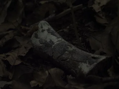 Broken log rests among fallen leaves Stock Photos
