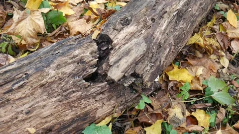 Broken log sitting on the forest floor 스톡 동영상 141766018