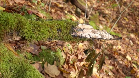 Broken log sticking up in the ground in the forest Vídeo Stock 141764755