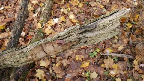 Broken log sticking up in the ground in the forest Vídeo Stock 141764854