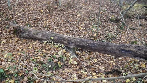 Broken log sticking up in the ground in the forest Stock-Footage 141766047
