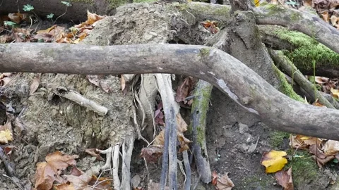 Broken log sticking up in the ground in the forest Vídeo Stock 141766211