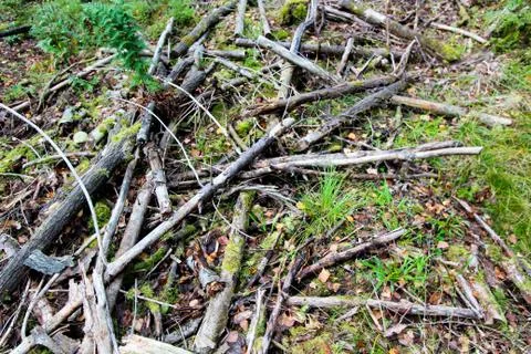 Broken logs and tree branches lie on the green grass in the forest. Close-up. Stock Photos