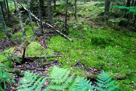 Broken logs and tree branches lie on the green grass in the forest. Forest ba Stock Photos