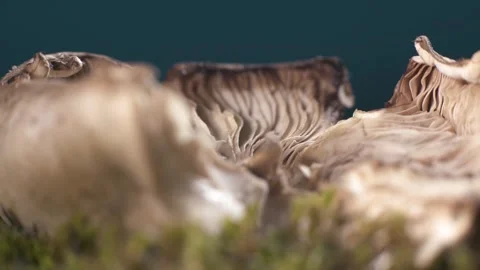 Broken membranous mushroom lying on moss. Macro shot. 스톡 동영상 293925919