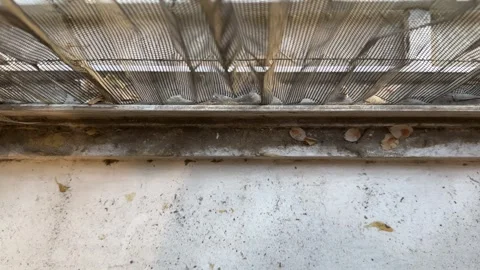 Broken mosquito net door screen window mesh background pattern building wall Stock Footage 296308367