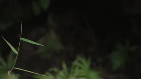 Broken mossy log in Mountain Forest - crane down Stock Footage 145886443