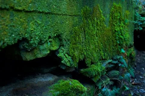 Broken Mossy Wall Stock-Fotos
