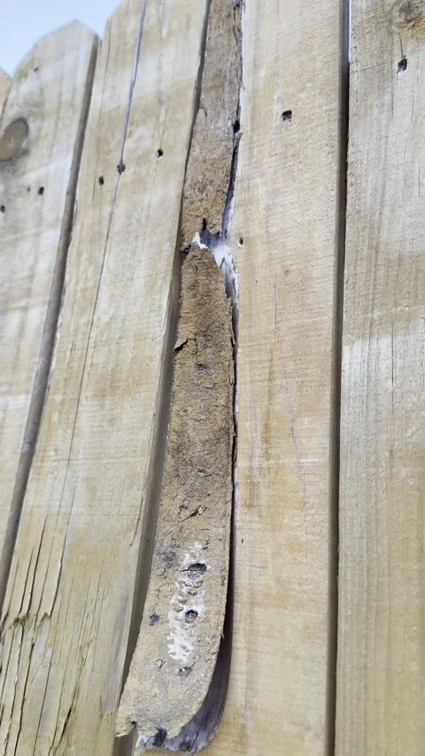 Broken Mud Dauber Wasp Nest on Wooden Fence Видео 344716996