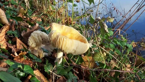 Broken mushroom in the sun  Stock Footage 168558558
