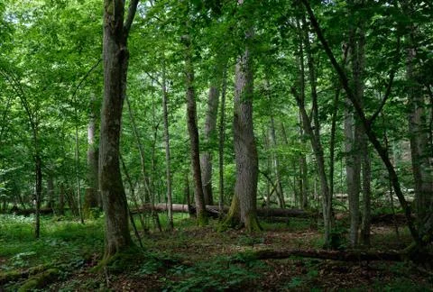 Broken oak tree in springtime natural deciduous forest with hornbeam and ash  Foto stock