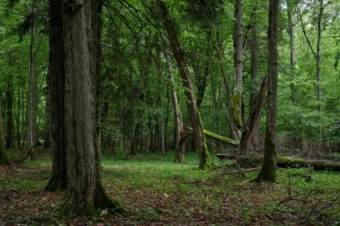 Broken oak tree in springtime natural deciduous forest with hornbeam and ash  Stock Photos