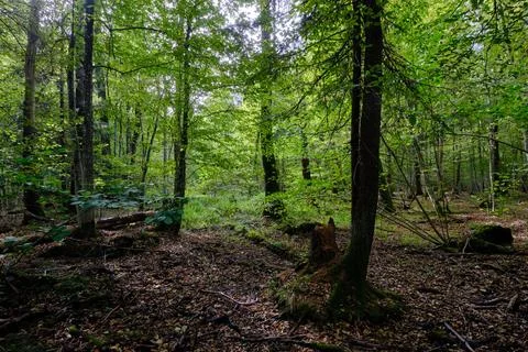 Broken oak tree in springtime natural deciduous forest with hornbeam and ash  Stock Photos