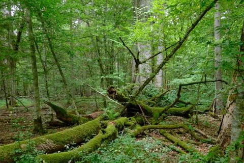 Broken old ash tree and old english oak trees in background in summertime dec Stock Photos