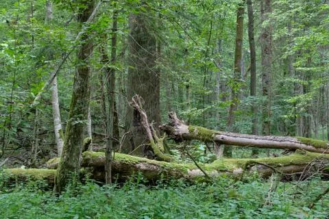 Broken old ash tree and old oak tree in background in summertime deciduous tr Stock Photos