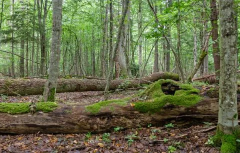 Broken old ash trees moss wrapped lying among plants in summertime deciduous  Stock Photos