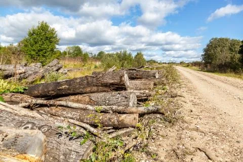 Broken old cut tree logs piled up near a forest road Stock Photos