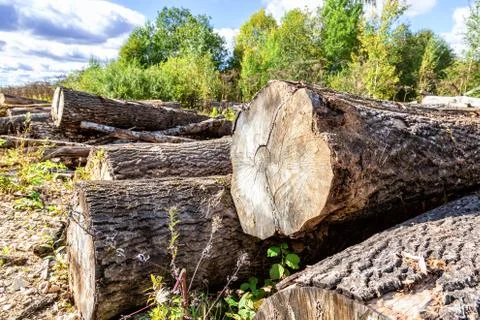Broken old cut tree logs piled up near a forest road Stock Photos