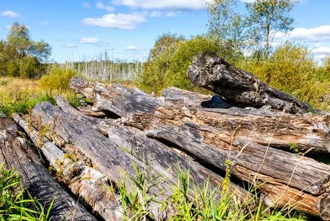 Broken old cut tree logs piled up near a forest road in summer. Deforestati.. Fotos Stock
