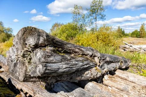 Broken old cut tree logs piled up near a forest road in summer. Deforestati.. Fotos Stock