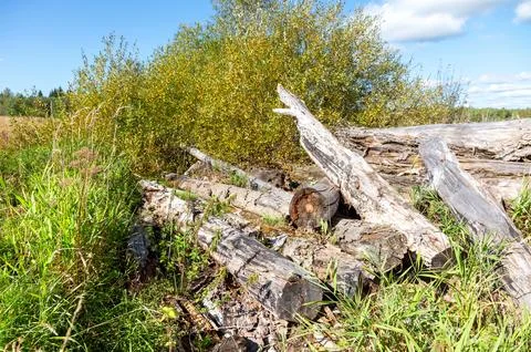 Broken old cut tree logs piled up near a forest road in sunny summer day Stock Photos