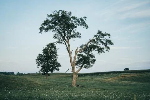 Broken Old Oak Tree Standing in Green Pasture Next to Corn Field Stock Photos