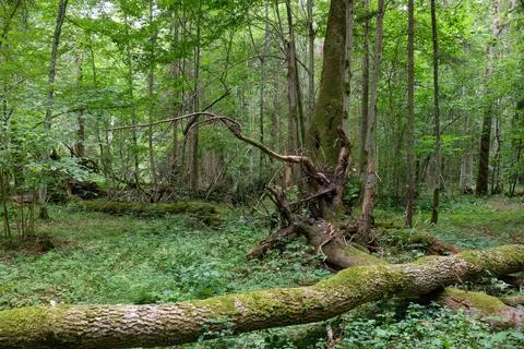 Broken old spruce tree and old linden tree in background in summertime decidu Foto stock