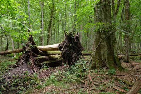 Broken old spruce tree with roots above lying among plants in summertime deci Stock Photos