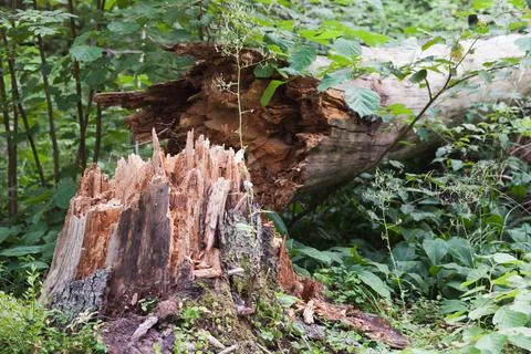 Broken old spruce tree trunk in a forest Stock Photos