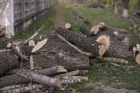 Broken old trees in the park Foto stock