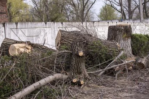 Broken old trees in the park Stock Photos