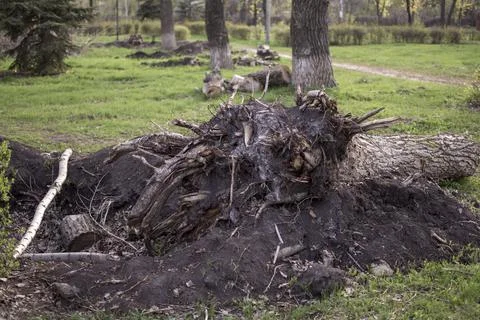Broken old trees in the park Stock Photos