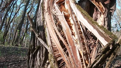 Broken old willow, April, trunk, wood texture, forest park, Ukraine. 動画素材 333210669