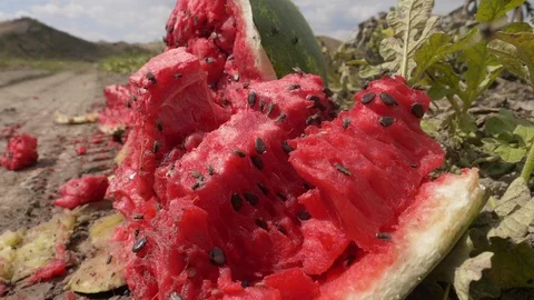 Broken open  watermelon in the field covered with flies 스톡 동영상 100440634