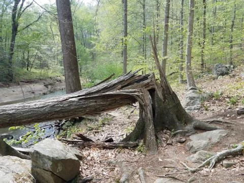 Broken or snapped tree with river in woods Stock Photos