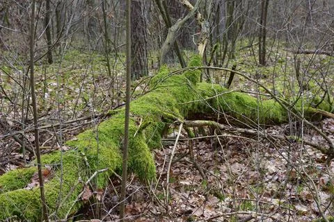 A broken, overturned and mossy tree in the forest on a cloudy day. Stock Photos