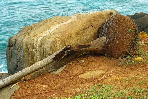 Broken palm tree uprooted from the ground Stock Photos